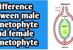 Differences between male gametophyte and female gametophyte