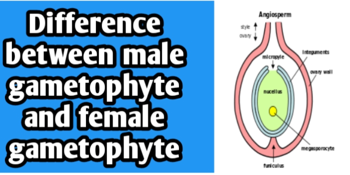 Differences between male gametophyte and female gametophyte