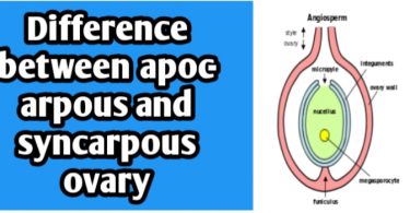 Differences between apocarpous & syncarpous ovary