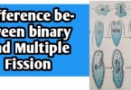 Differences between binary and Multiple Fission