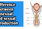 Differences between Asexual and sexual reproduction