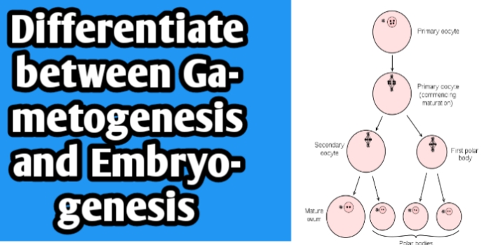Differentiate between gametogenesis and embryogenesis