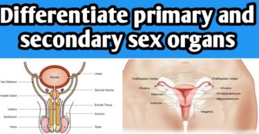Differentiate primary and secondary sex organs