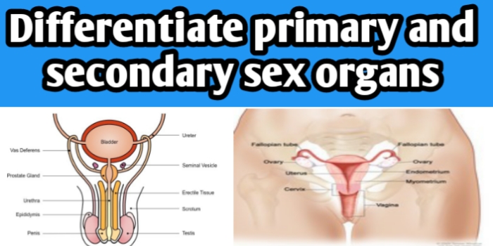 Differentiate primary and secondary sex organs
