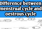 Difference between Menstrual and Oestrous cycle