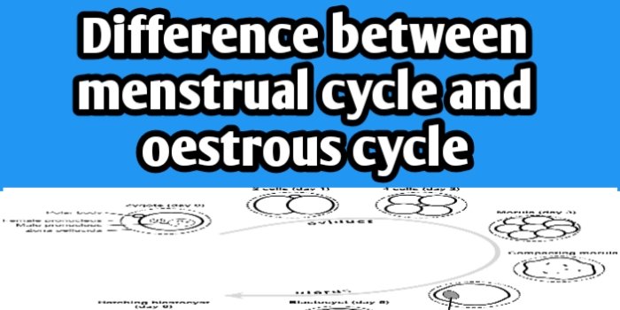 Difference between Menstrual and Oestrous cycle