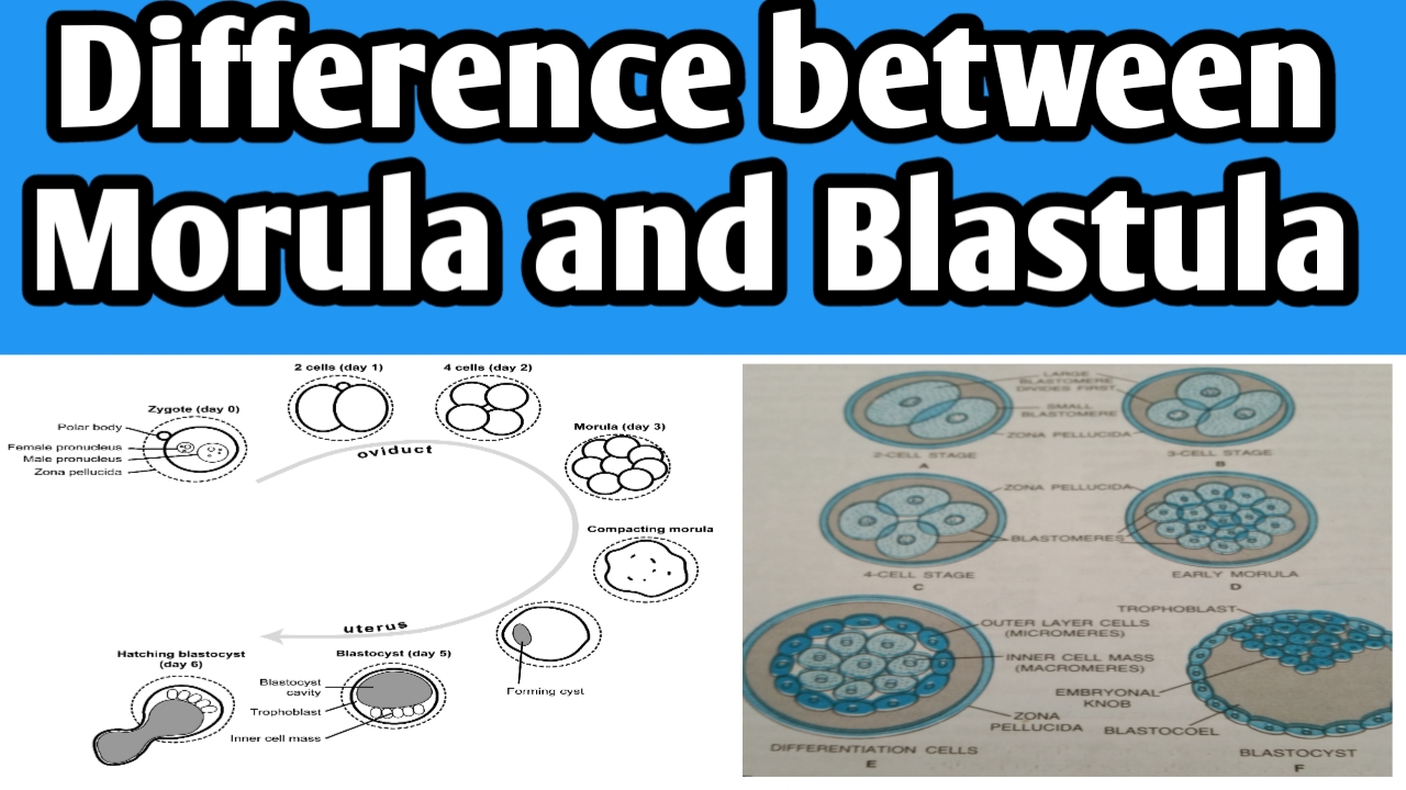 Difference between morula and blastula