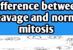 Difference between cleavage and normal Mitosis