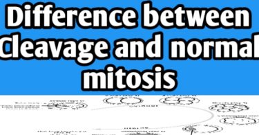 Difference between cleavage and normal Mitosis