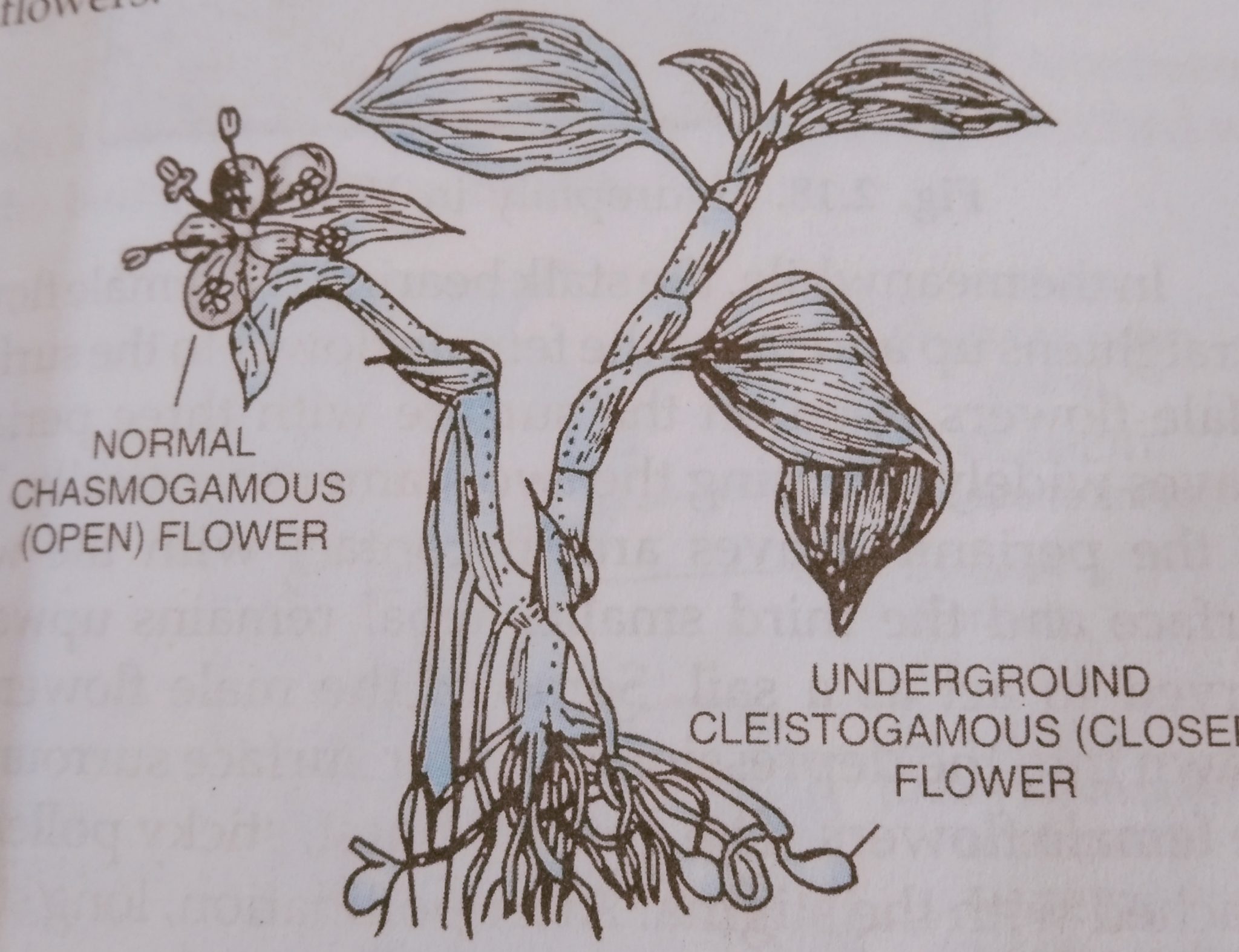 Cleistogamy pollination in Commelina benghalensis Biologysir