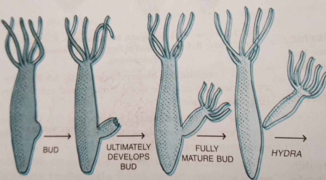 Budding in Hydra, Yeast and Spongilla with diagram Biologysir