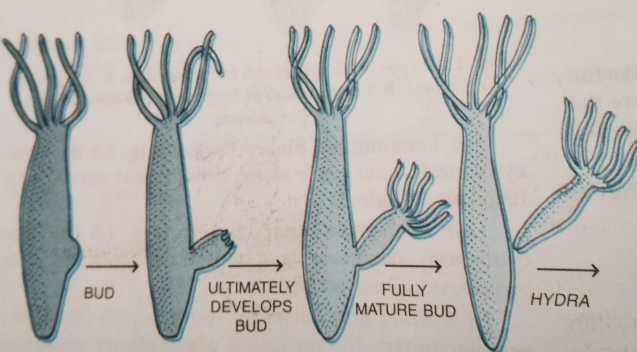 Budding In Hydra Yeast And Spongilla With Diagram Biologysir 5639