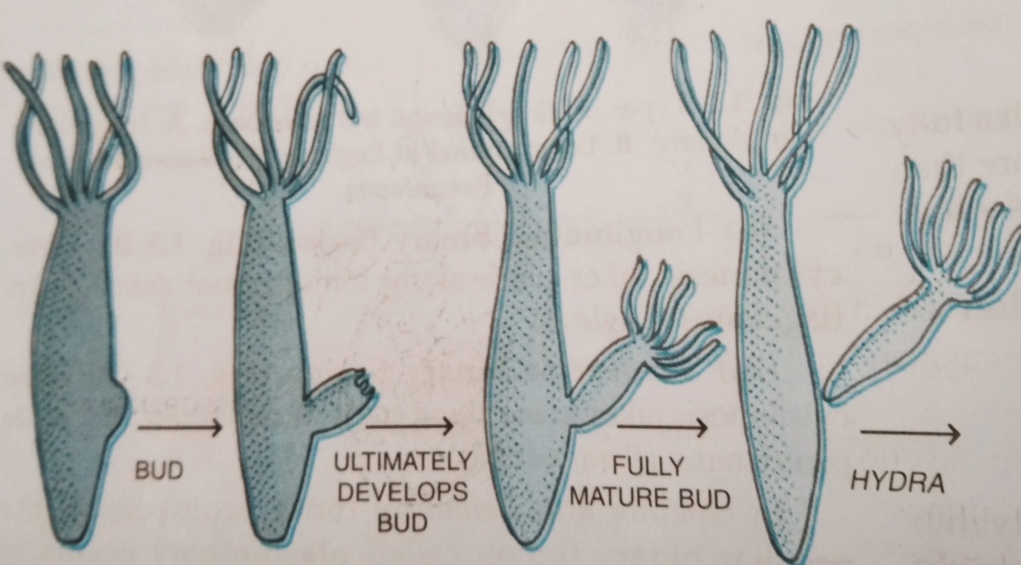 budding-in-hydra-yeast-and-spongilla-with-diagram-biologysir