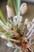 Autogamy pollination definition and example with diagram - Biologysir