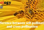 Difference between self pollination and cross pollination