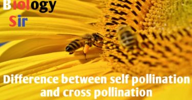 Difference between self pollination and cross pollination