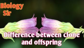 Differences between clone and offspring |Clone |Offspring - Biologysir