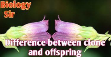 Differences between clone and offspring |Clone |Offspring
