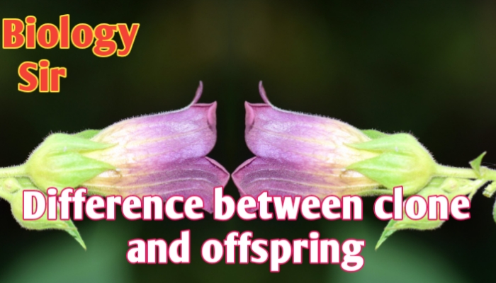 Differences between clone and offspring |Clone |Offspring