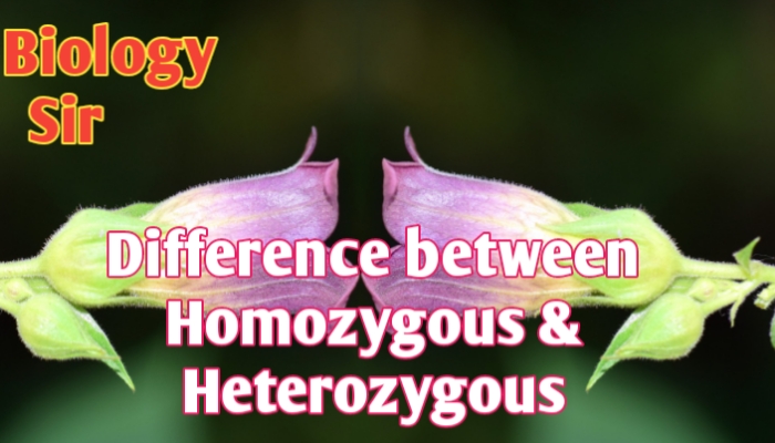 Difference between homozygous and heterozygous organism