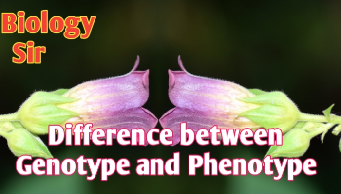 What is differences between genotype and phenotype