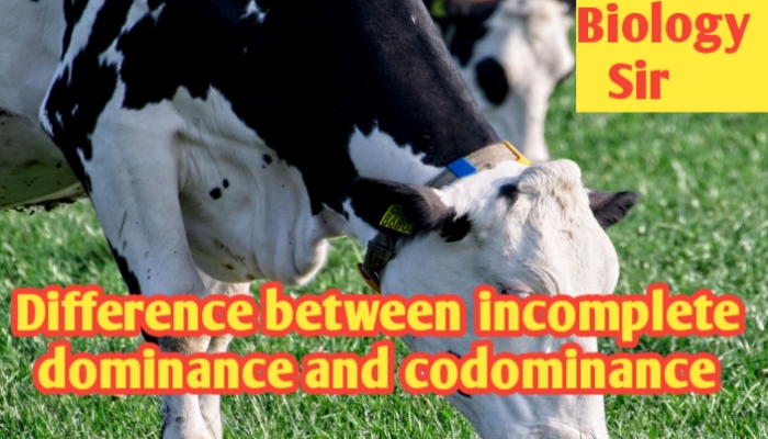 Differences between incomplete dominance and codominance