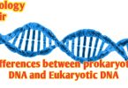 Differences between prokaryotic DNA and Eukaryotic DNA
