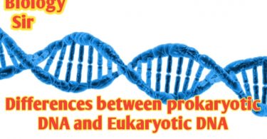 Differences between prokaryotic DNA and Eukaryotic DNA