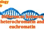 Differences between heterochromatin and euchromatin