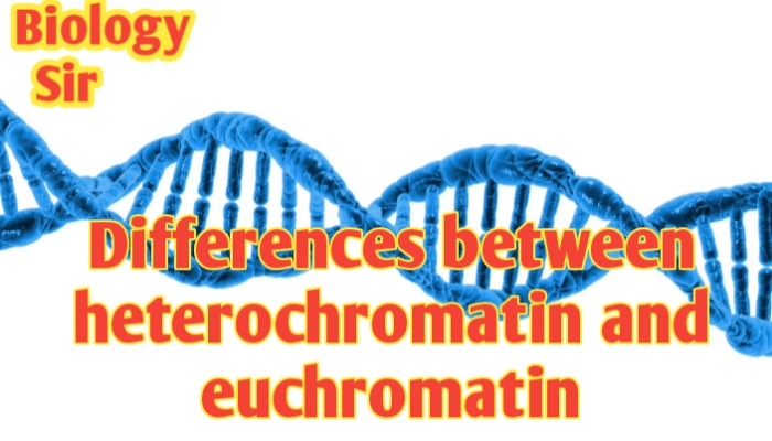 Differences between heterochromatin and euchromatin