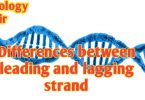 Differences between Leading and Lagging strand