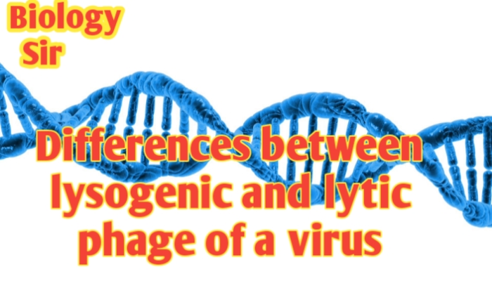 Differences between lysogenic and lytic phase of a virus
