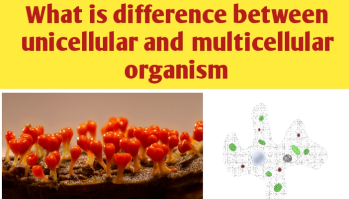 What is difference between unicellular and multicellular organism