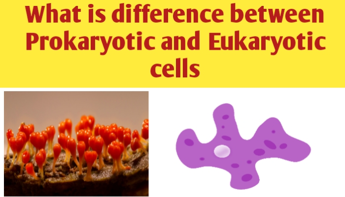 What is difference between prokaryotic and Eukaryotic cells