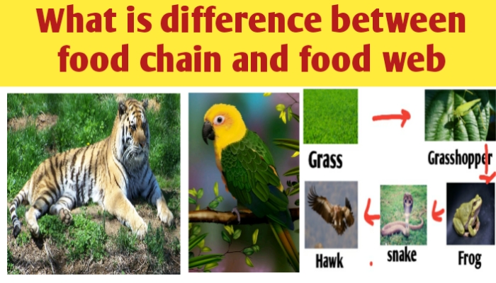 What is difference between food chain and food web