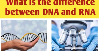 What is the difference between DNA and RNA