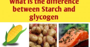 What is the difference between Starch and Glycogen