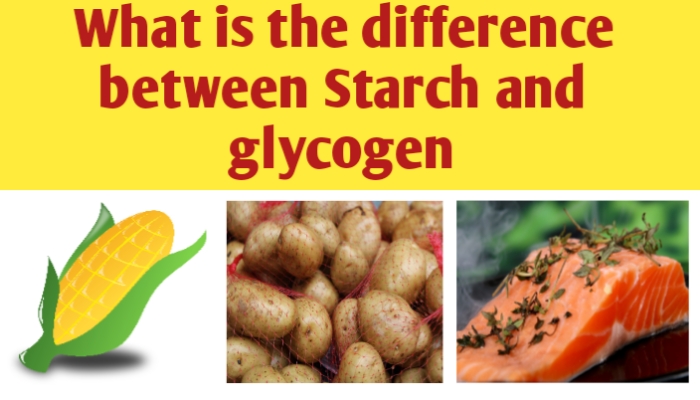 What is the difference between Starch and Glycogen - Biologysir