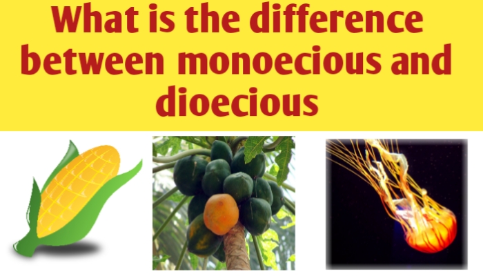 What is the difference between monoecious and dioecious - Biologysir