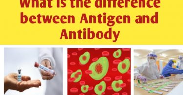 What is the difference between antigen and antibody
