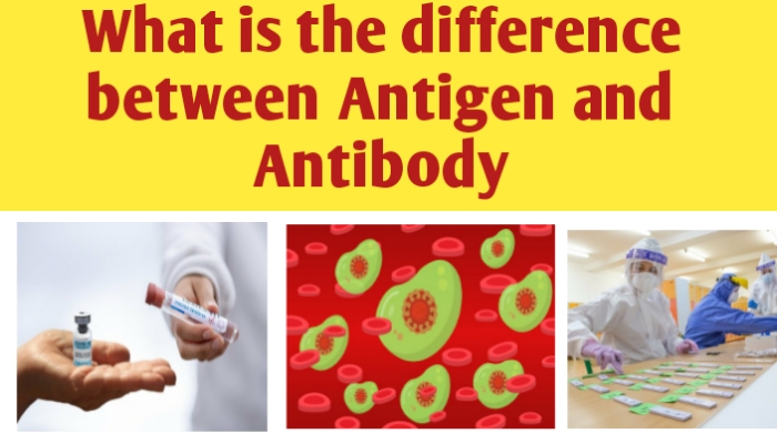 What is the difference between antigen and antibody