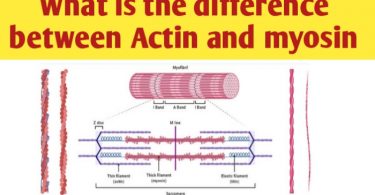 What is the difference between Actin and Myosin