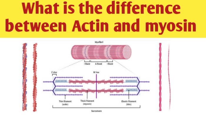 What is the difference between Actin and Myosin