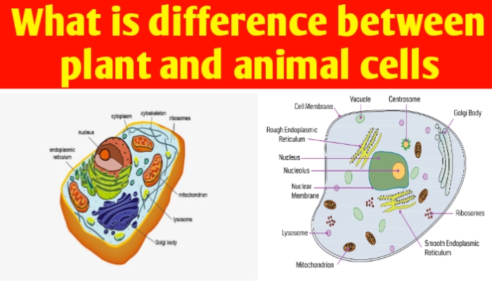 What is difference between animal and plant cell
