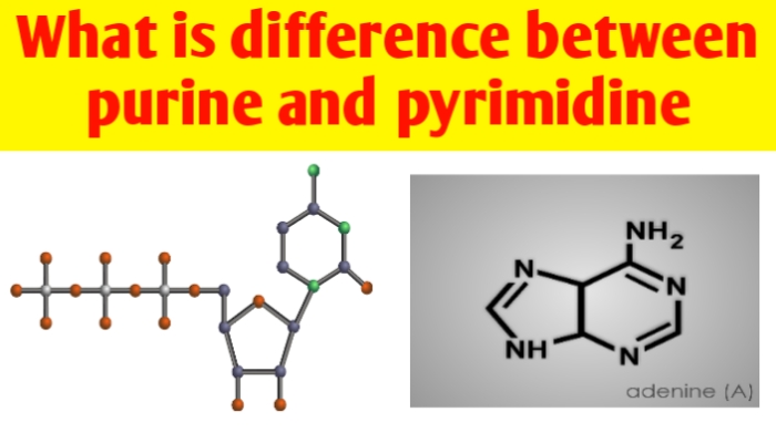 What is difference between purines and pyrimidines