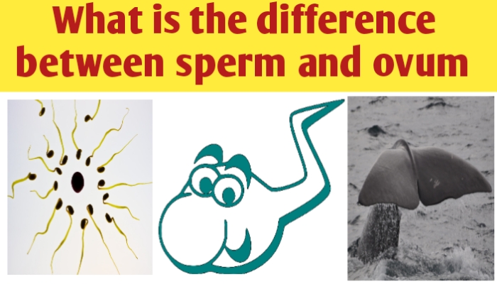 What is difference between sperm and ovum