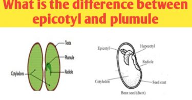 What is difference between epicotyl and plumule