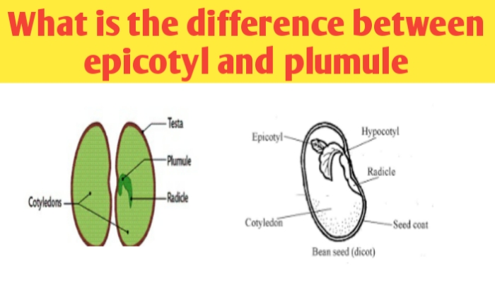 What is difference between epicotyl and plumule