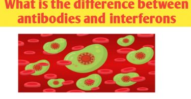 Antibodies and interferons differences, definition and examples