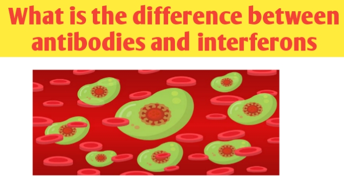 Antibodies and interferons differences, definition and examples